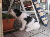 Amy - und die Blumen