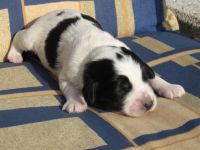 Charlie - in der Sonne