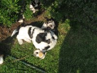 Charlie mit Bruder Aaron
