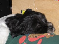 Lucy (Aimeé) - schläft am Hundekissen